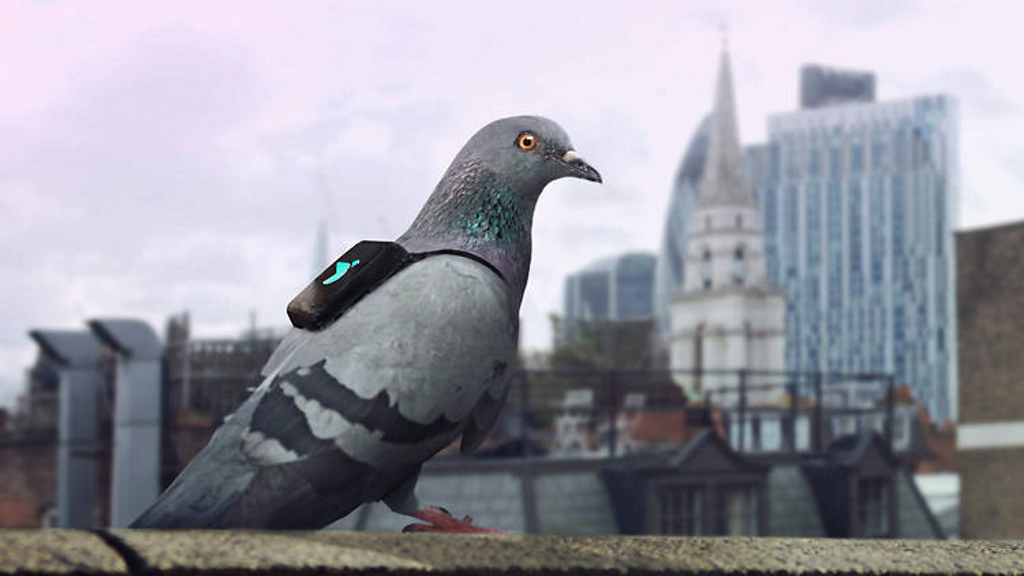 Pigeons wearing wireless pollution-monitoring devices will report back via Twitter