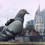Pigeons wearing wireless pollution-monitoring devices will report back via Twitter